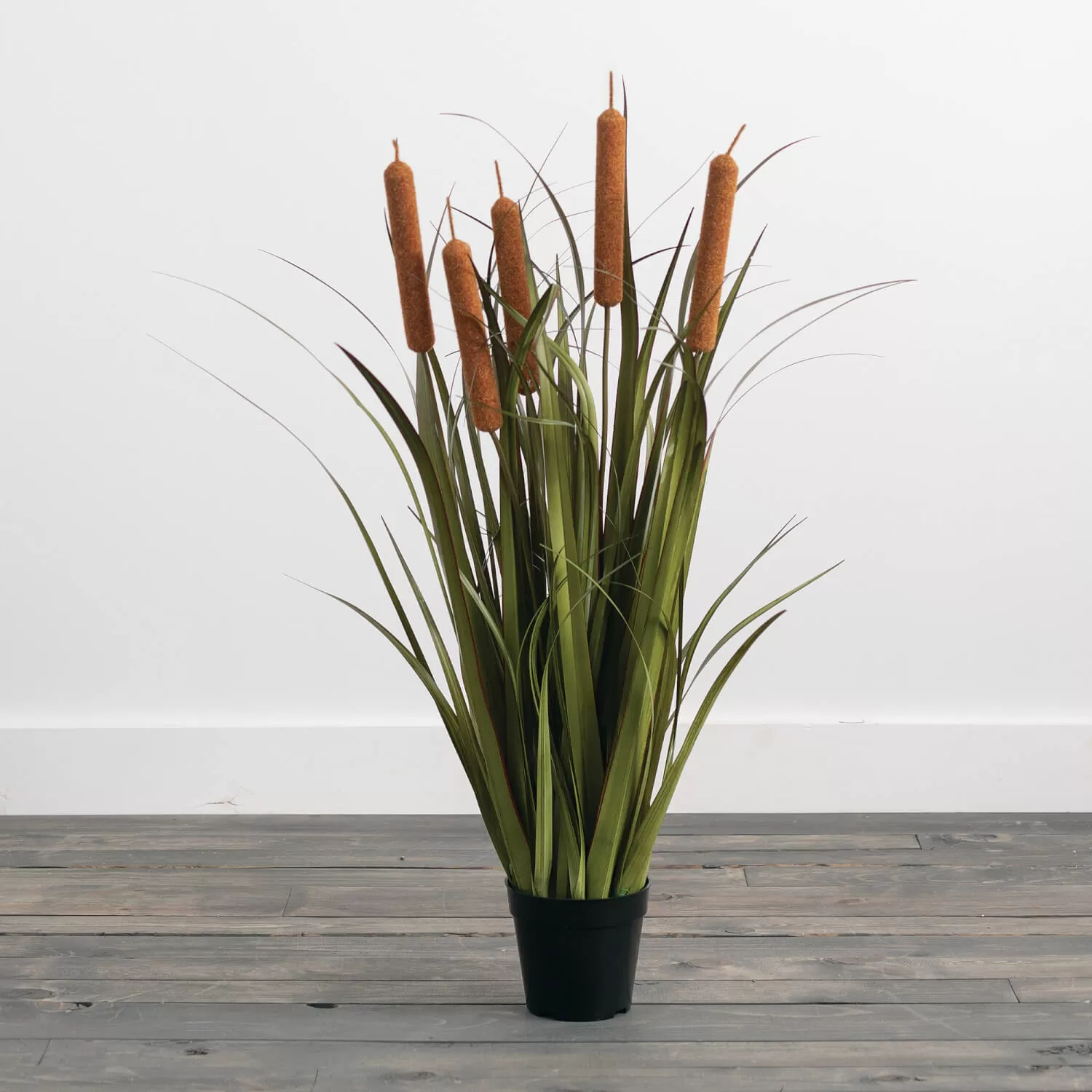 Potted Oniongrass And Cattails