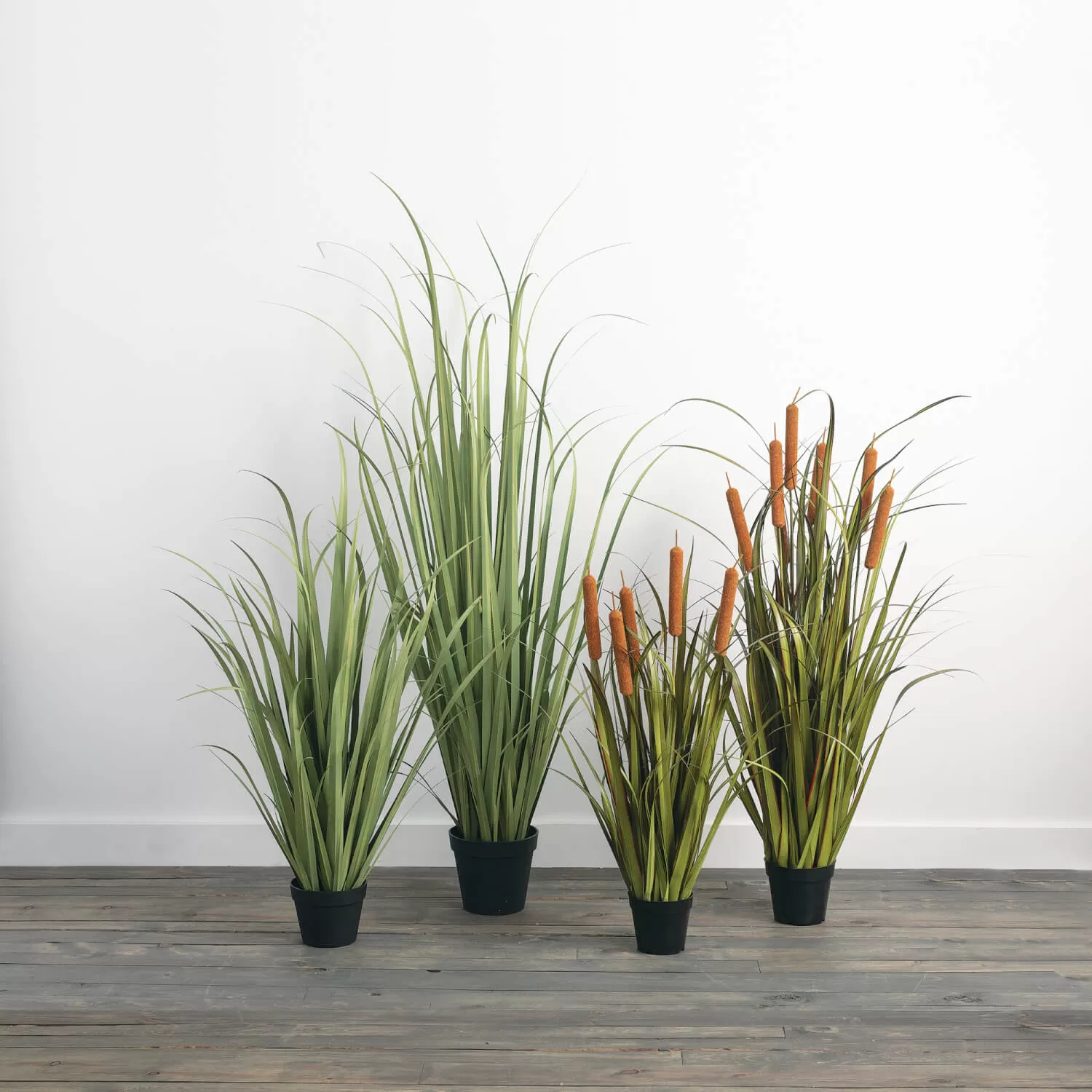 Potted Oniongrass And Cattails