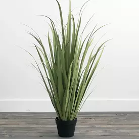 Tall Potted Onion Grass